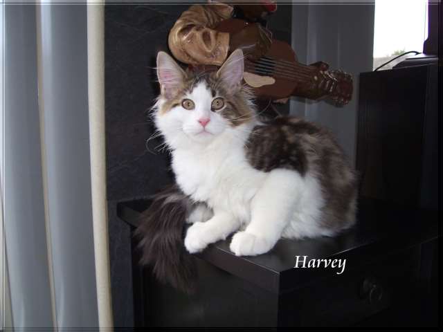 Harvey 13-08-18